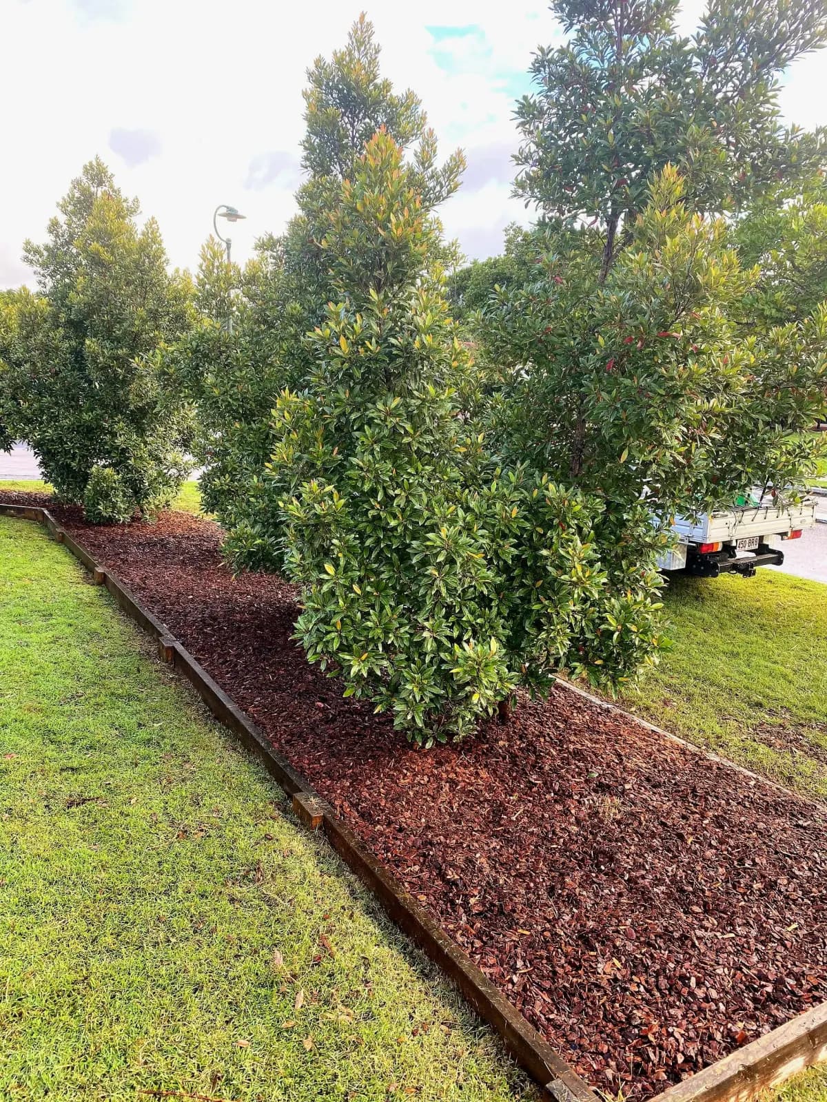Trimmed hedges with fresh mulch in defined garden beds