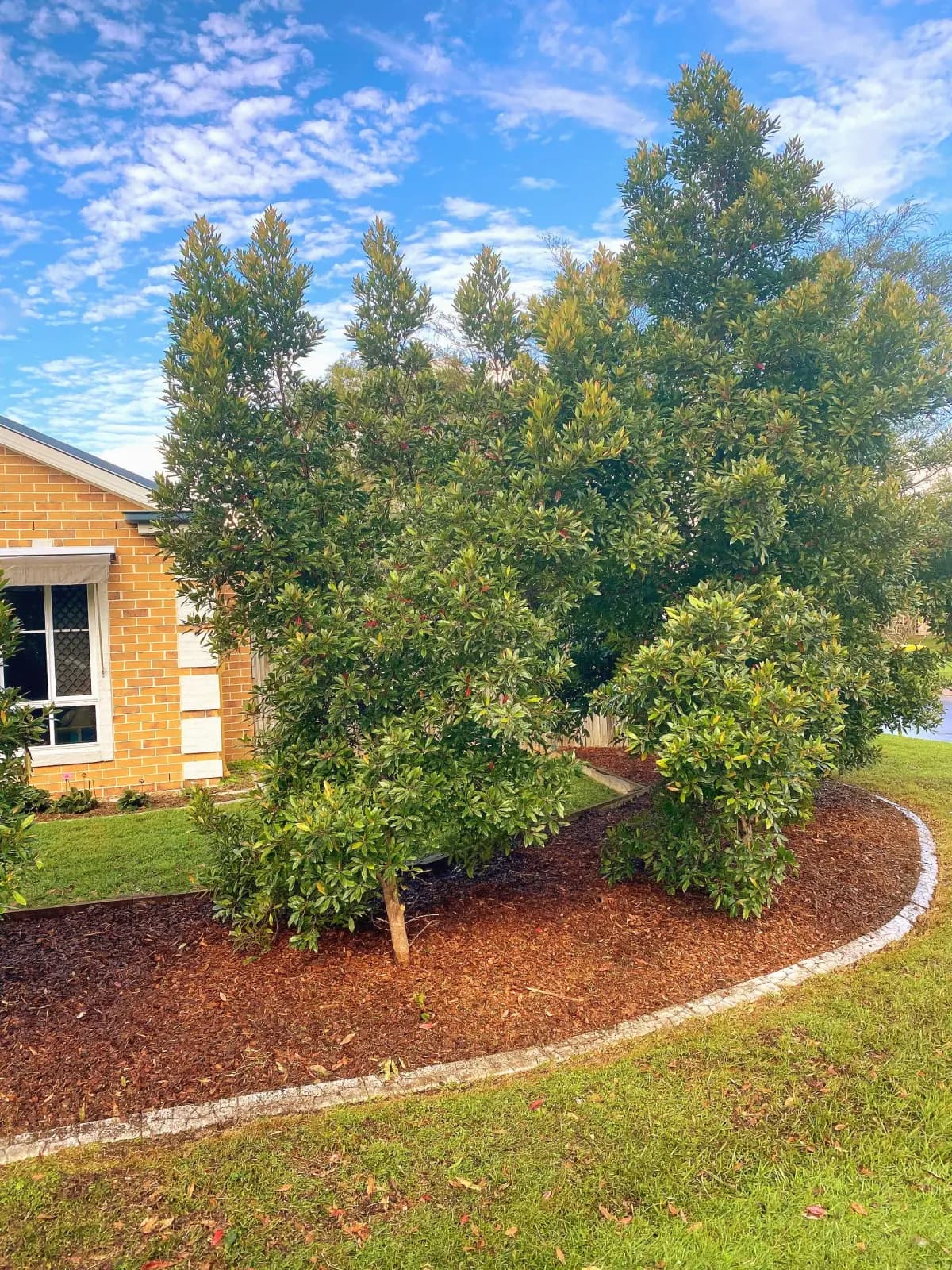 Neatly trimmed hedge after Plus One hedging service
