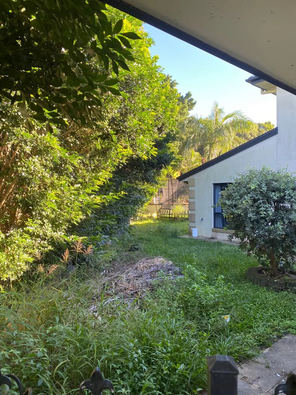 Untidy backyard with patchy lawn and weeds