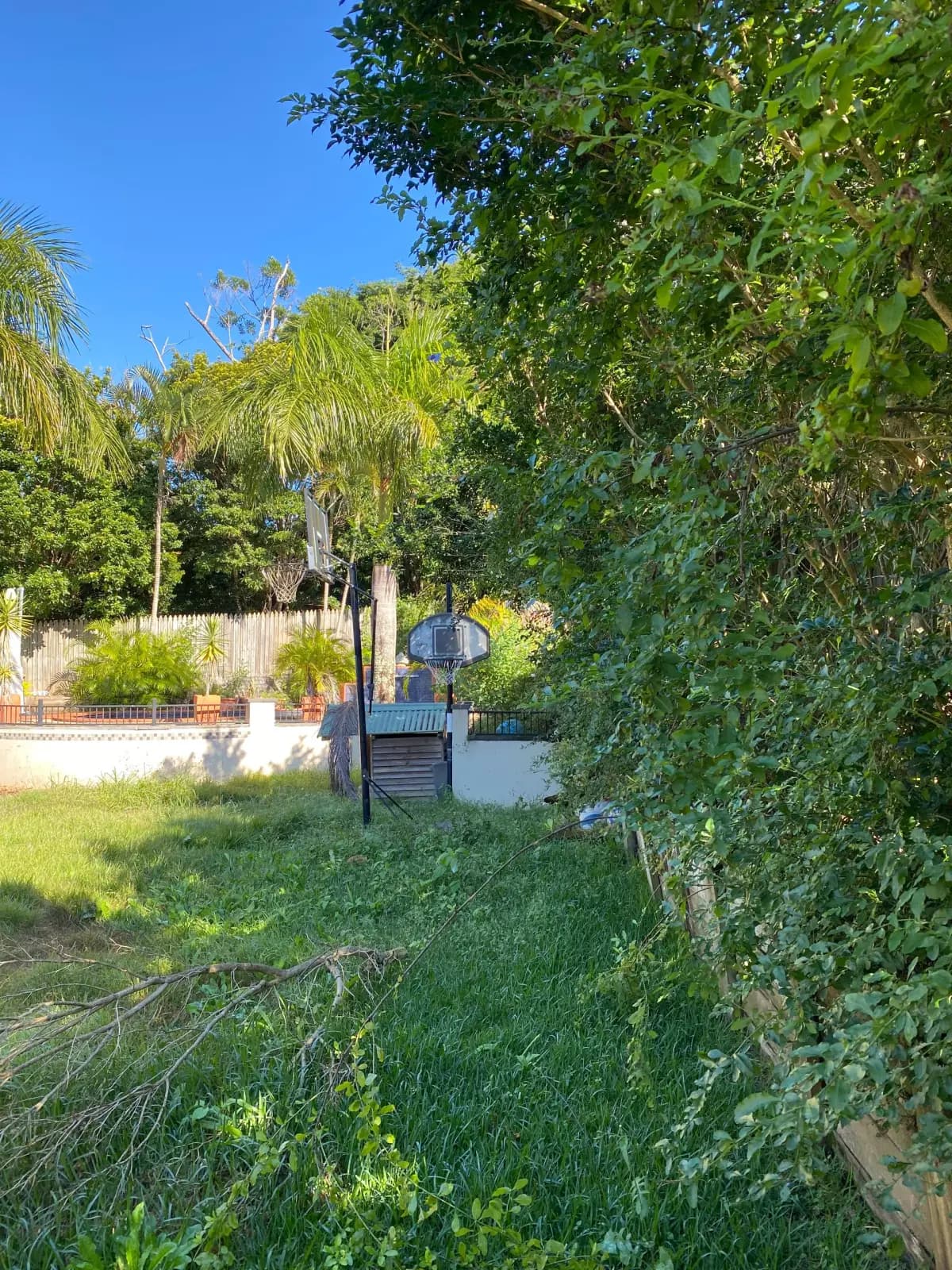 Neglected backyard with overgrown vegetation