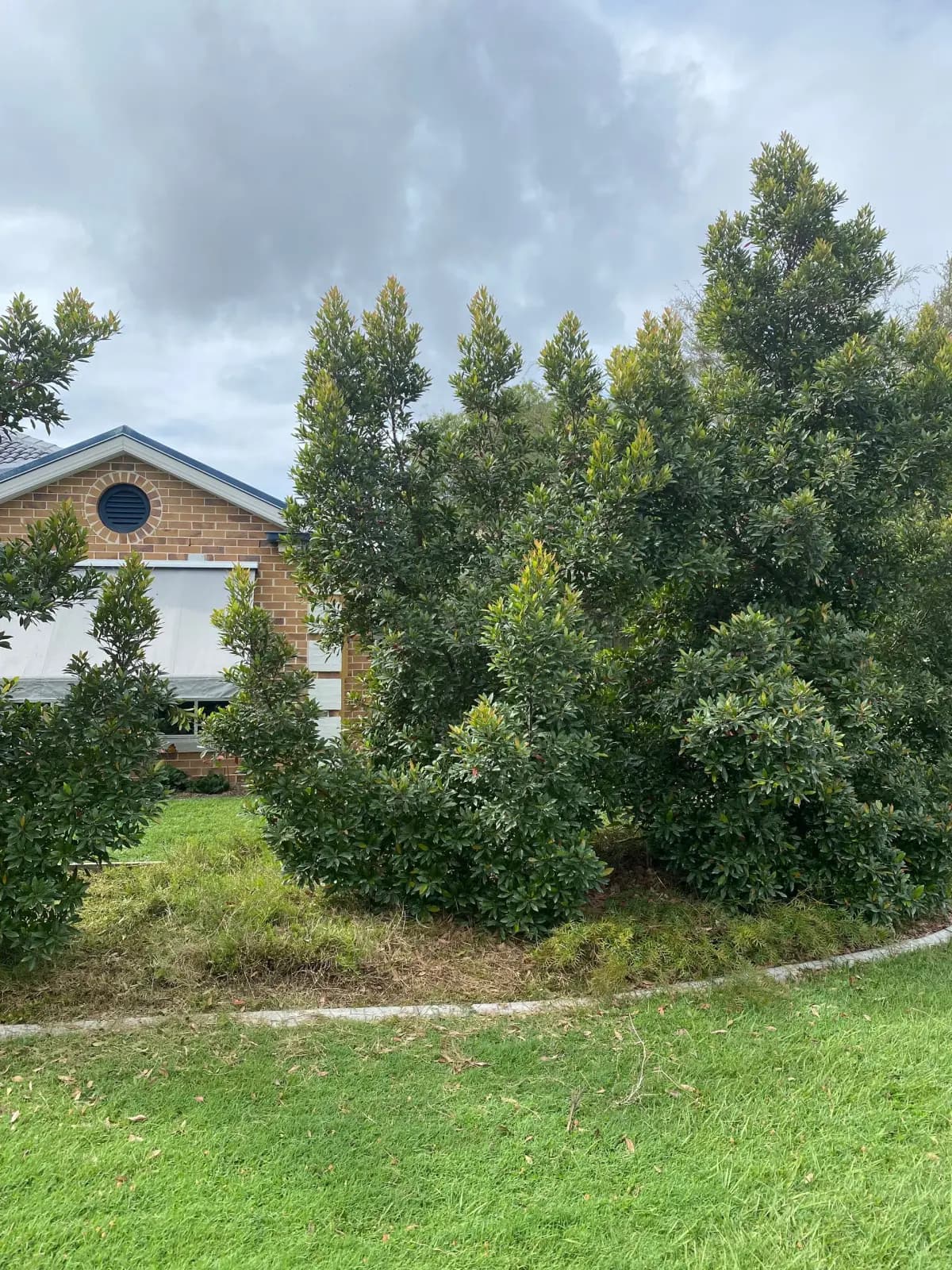 Overgrown hedge before trimming and shaping