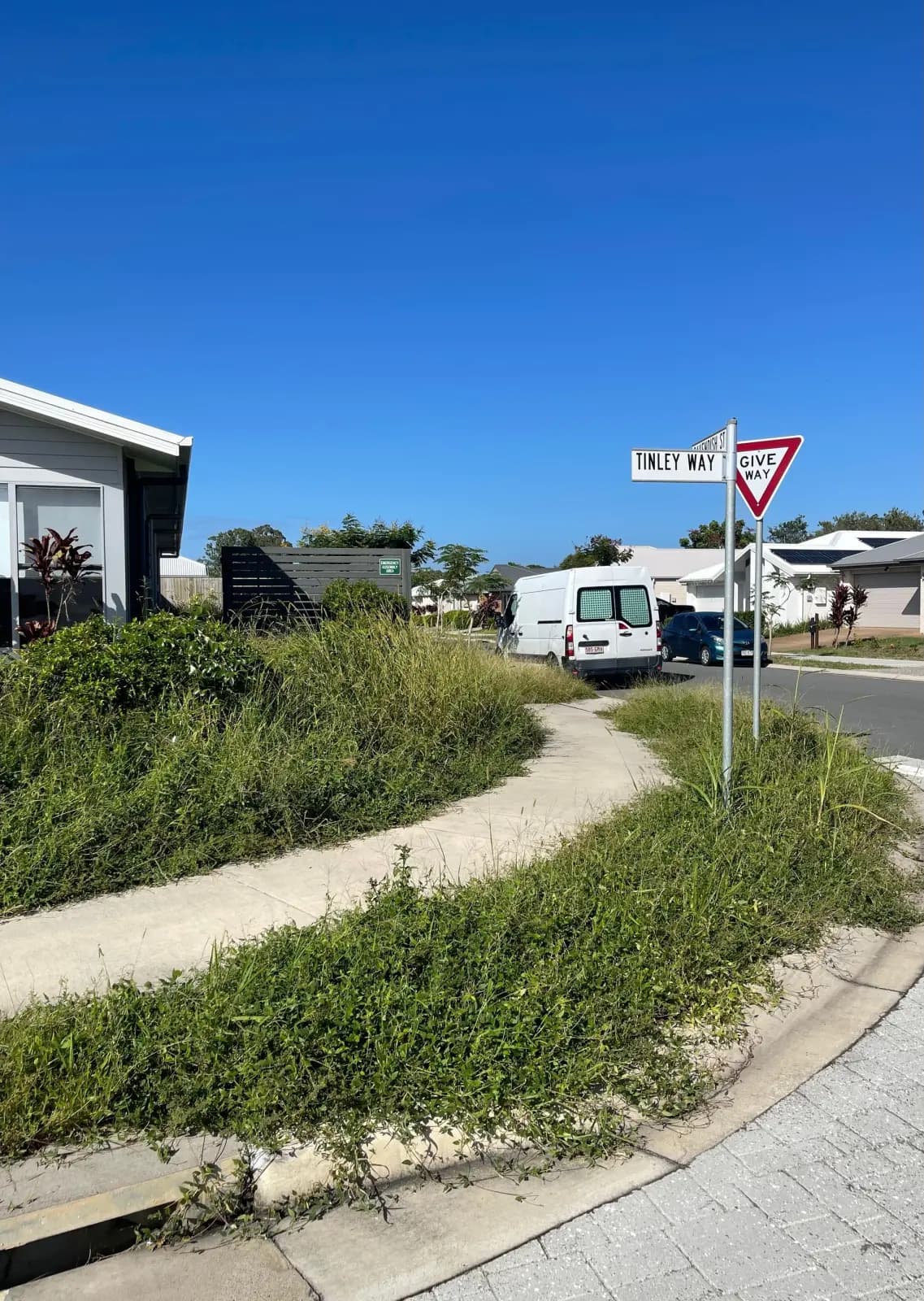Overgrown sidewalk garden strip before cleanup